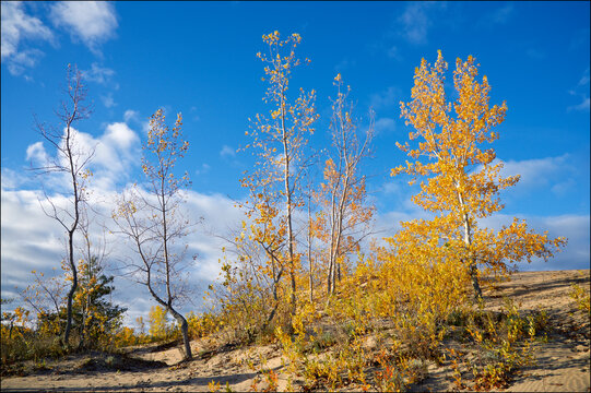 The sand dune with yellow leaves and blue sky