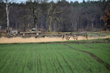 Eine wilde Herde Rehe und Rehböcke läuft über das freie grüne Feld im Herbst