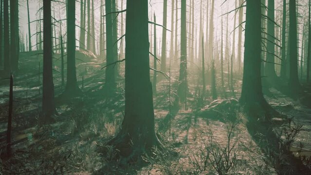 A Majestic Forest Engulfed in Flames, Emitting Smoke and Devastating Burned Trees