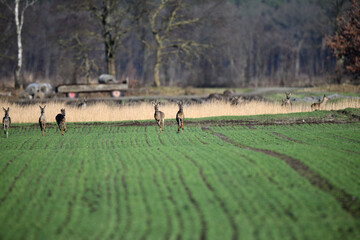 Eine wilde Herde Rehe und Rehböcke flüchtet über das freie grüne Feld in Richtung Kamera