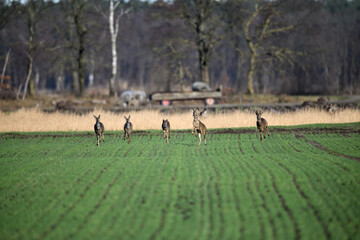 Eine wilde Herde Rehe und Rehböcke rennt über das freie grüne Feld