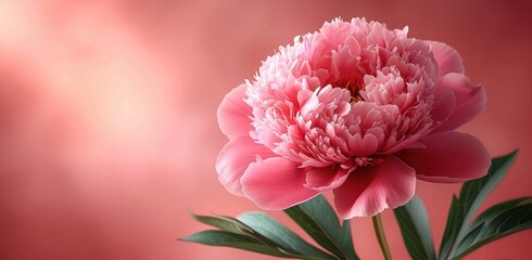 pink peony on pink background, in the style of elegant compositions, pink and gold