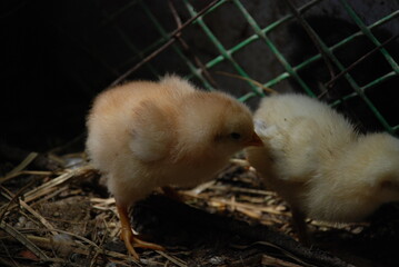 Two yellow chickens in a chicken coop. Chicks born a few weeks ago walk on the straw lying on the floor in search of food. They have light yellow down and orange beaks and thin long legs.