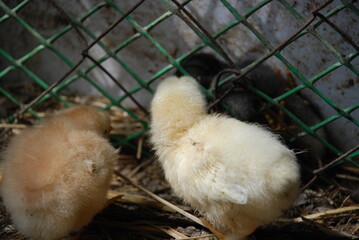 Two yellow chickens in a chicken coop. Chicks born a few weeks ago walk on the straw lying on the floor in search of food. They have light yellow down and orange beaks and thin long legs.