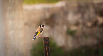 bonito passarinho colorido pousado com fundo desfocado