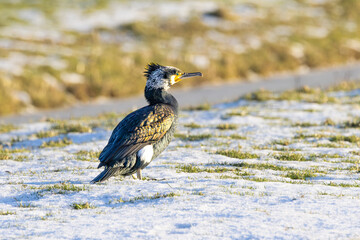 Close up portrait of an attentively looking male Cormorant, Phalacrocorax carbo, with incipient mating plumage with white neck feathers standing on a snowy meadow