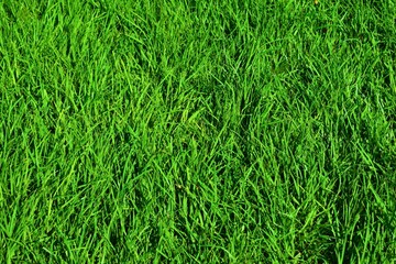 green grass surface