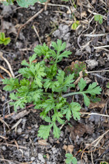 mugwort that grows well in spring.