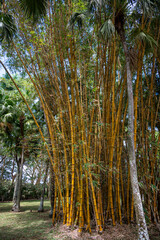 Bamboo ornamental plant, Mauritius, East Africa