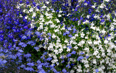 Blue and white flowers at the beginning of the blooming season.
