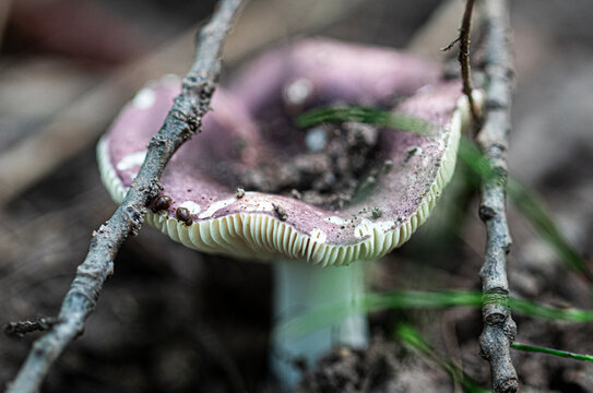 Insect on Mushroom