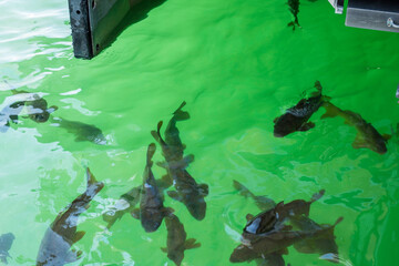 Fish at Lake Powell, Page, Arizona, USA - Vibrant 4K Ultra HD Image of Aquatic Life