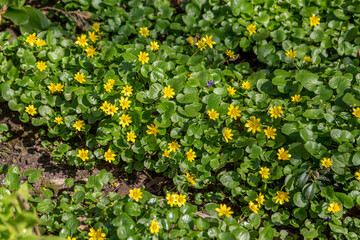 Field yellow flowers on a background of green grass