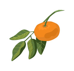 tangerine with leaves