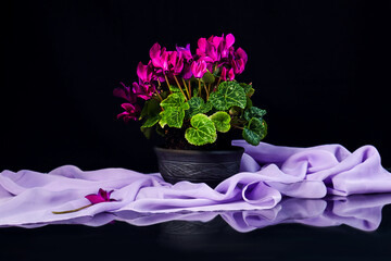 Blooming cyclamen in a pot, light scarf, dark background