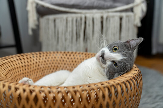 a gray and white cat sitting, playing, sleeping, relaxing in a yellow wicker basket on fluffy rug, carpet, mat. Cat portrait. pet ownership, pet friendly concept