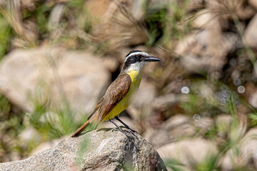 Pitangus sulphuratus, benteveo, ave en el chante jalisco mexico