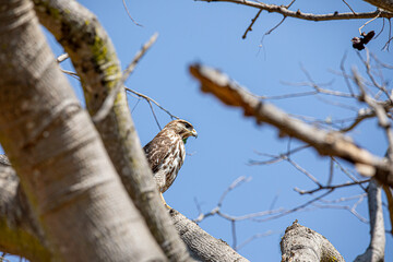 buteo, el chante, jalisco, mexico