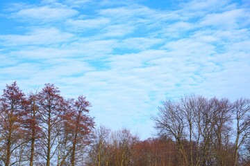 Autumn trees against sky