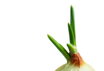 Growing green onions at home. Ecological product