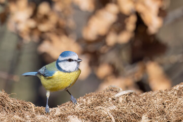 The Eurasian blue tit (Cyanistes caeruleus) is a small passerine bird in the tit family,