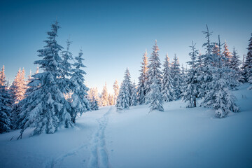 Magical wintry landscape and snowy Christmas trees on a frosty sunny day.