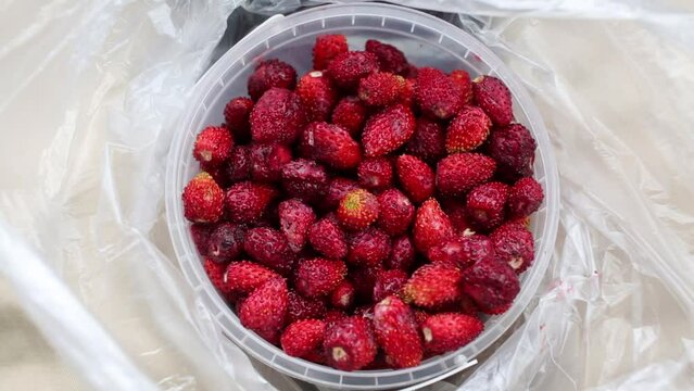 Hand taking strawberry from plastic can full of its close up.