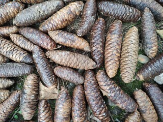 Surface of Conifer cone bristlecone pine tree pinecone is a seed-bearing organ on gymnosperm plants