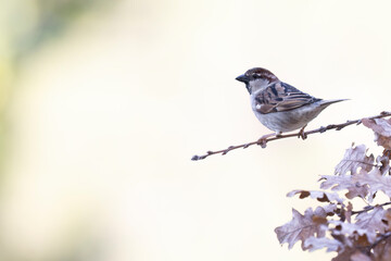 The Italian sparrow (Passer italiae), also known as the cisalpine sparrow, is a passerine bird, typical bird of the Italian avifauna