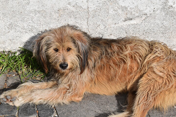 dog in front of wall