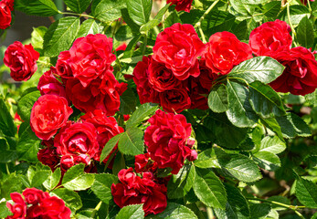 Beautiful bush rose with red flowers between green leaves.