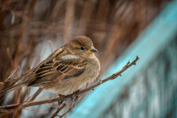 Close-up of House Sparrow perching