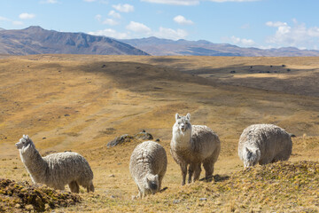 Fototapeta premium Alpaca