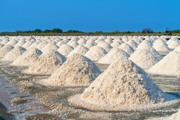 Salt Salt Farm Ready Harvest Thailand 2 1