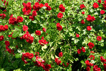 Beautiful bush rose with red flowers between green leaves.