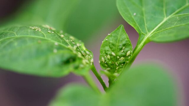 Crop Pest Control. Aphids Eat a Young Green Leaf. Crop Protection in Orchards