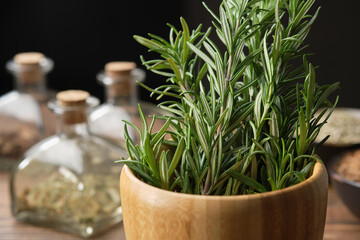 Mortar of fresh rosemary medicinal herbs. Bottles of dry herbs for preparing healing infusions,...