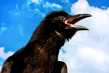 Big black raven sitting on a natural background...