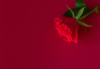 Pink Rose on Red background. Fresh Rose background with copy space. Copy space, Top view. flat photo.
