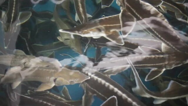 Many fish with a whisker of sturgeon are swimming in the aquarium