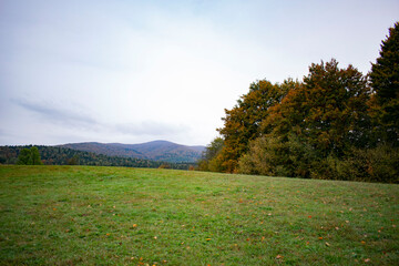 green meadow with trees and mountains in the background