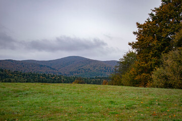 green meadow with trees and mountains in the background