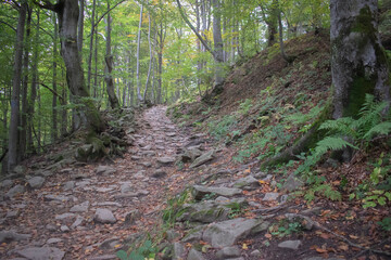 mountain, forest and muddy path