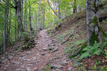 mountain, forest and muddy path