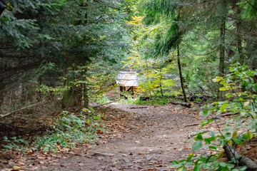 path to a forest cabin in the distance