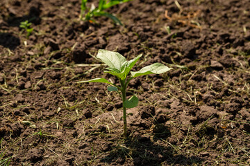 A close-up of a sprout of sunflower sprouts lit by the afternoon sun on fertile black soil. Concept agro culture.