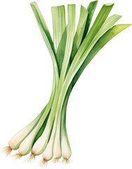 Watercolor PNG Illustration of a Green Onion