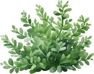 Watercolor PNG Illustration of a Tree Plant Bush