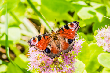 Butterfly Peacock eye on a flower. Butterfly peacock eye on pink flowers. A butterfly collects nectar from flowers on a summer day