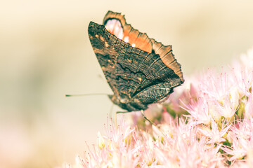 Butterfly Peacock eye on a flower. Butterfly peacock eye on pink flowers. A butterfly collects nectar from flowers on a summer day